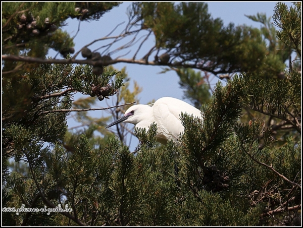 Aigrette garzette